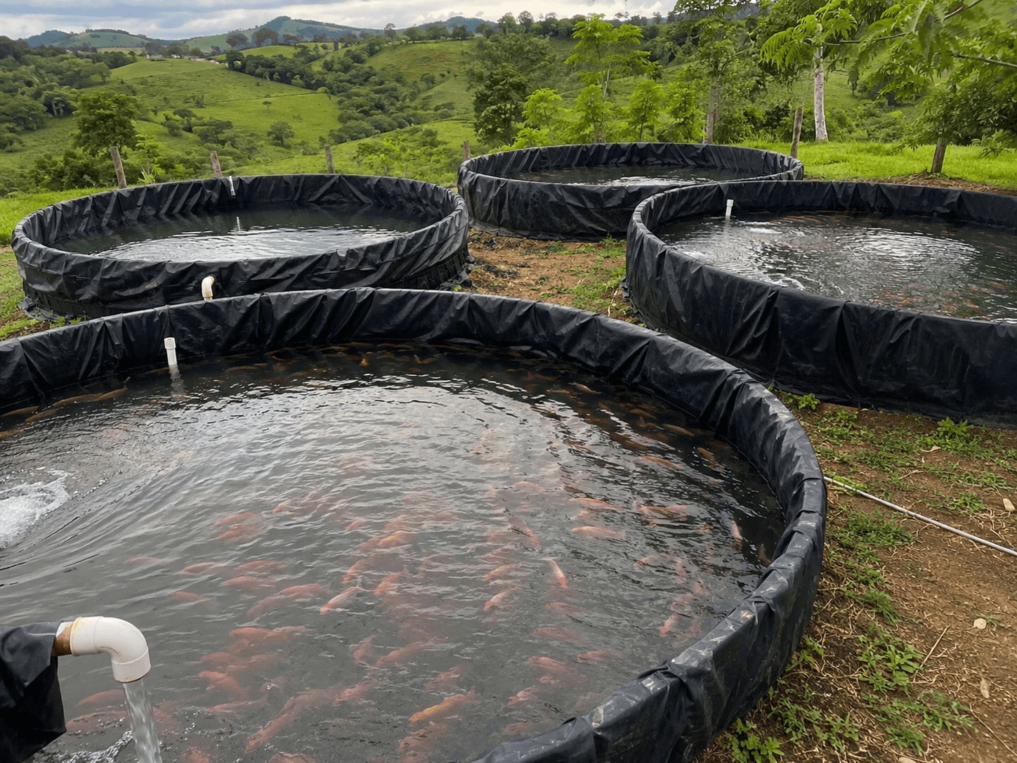 Tilapias rojas en estanque de cría en Monte Plata