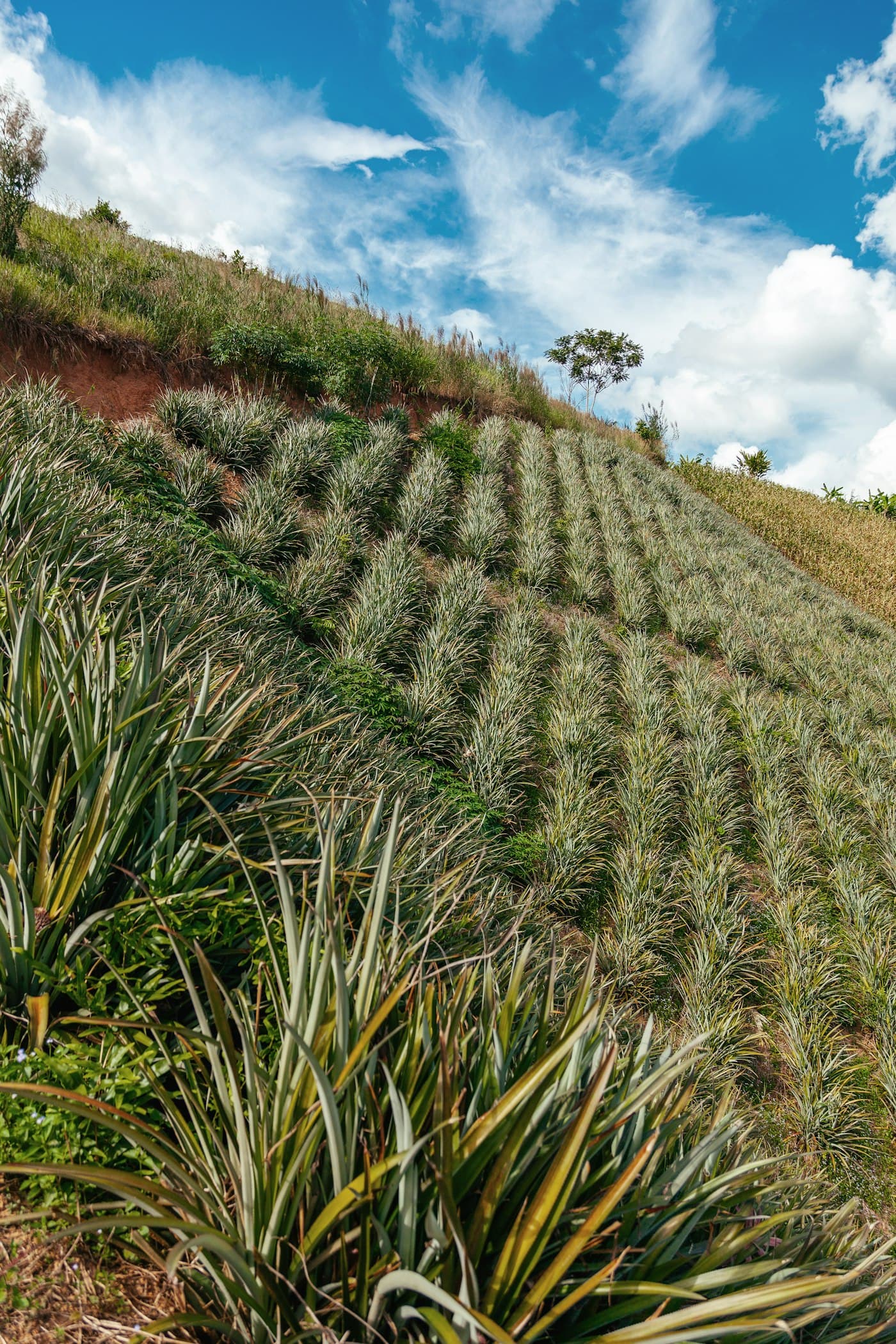 Campos de cultivo del Rancho Guzmán Rosa