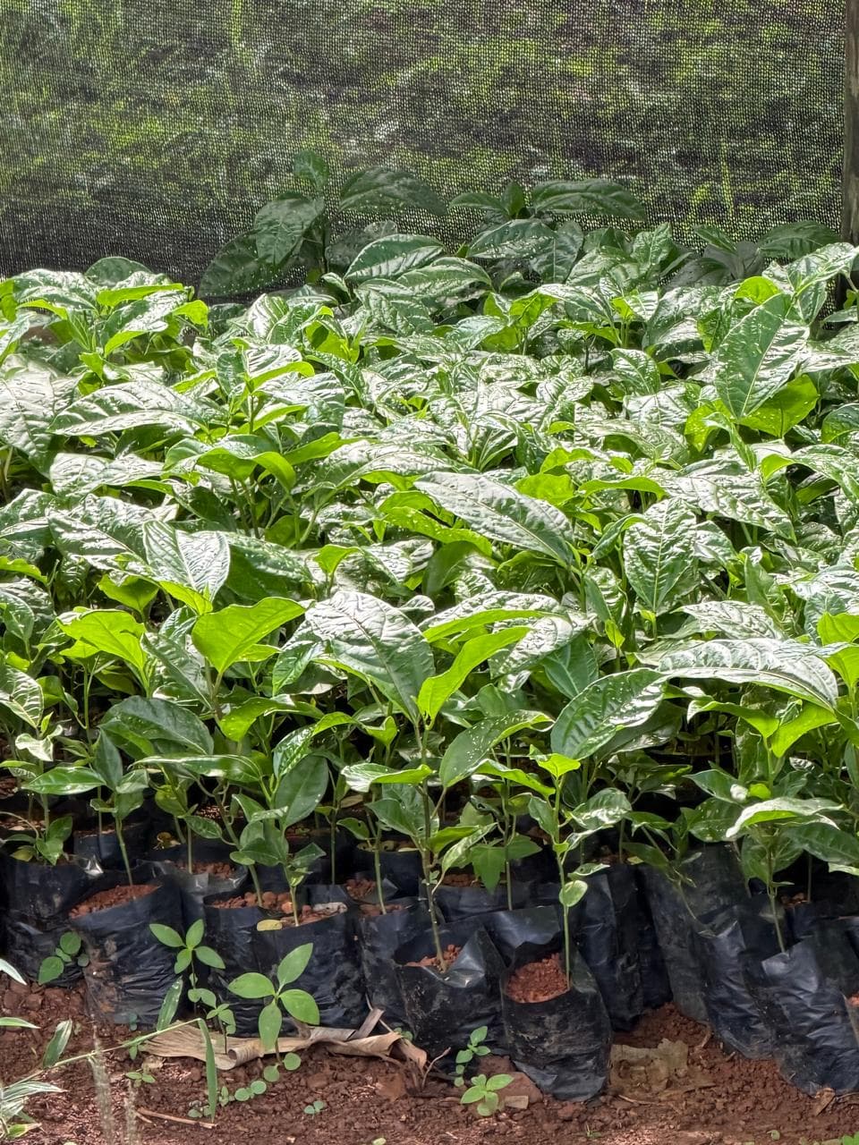 Plántulas de chinola en bolsas negras en el vivero del rancho