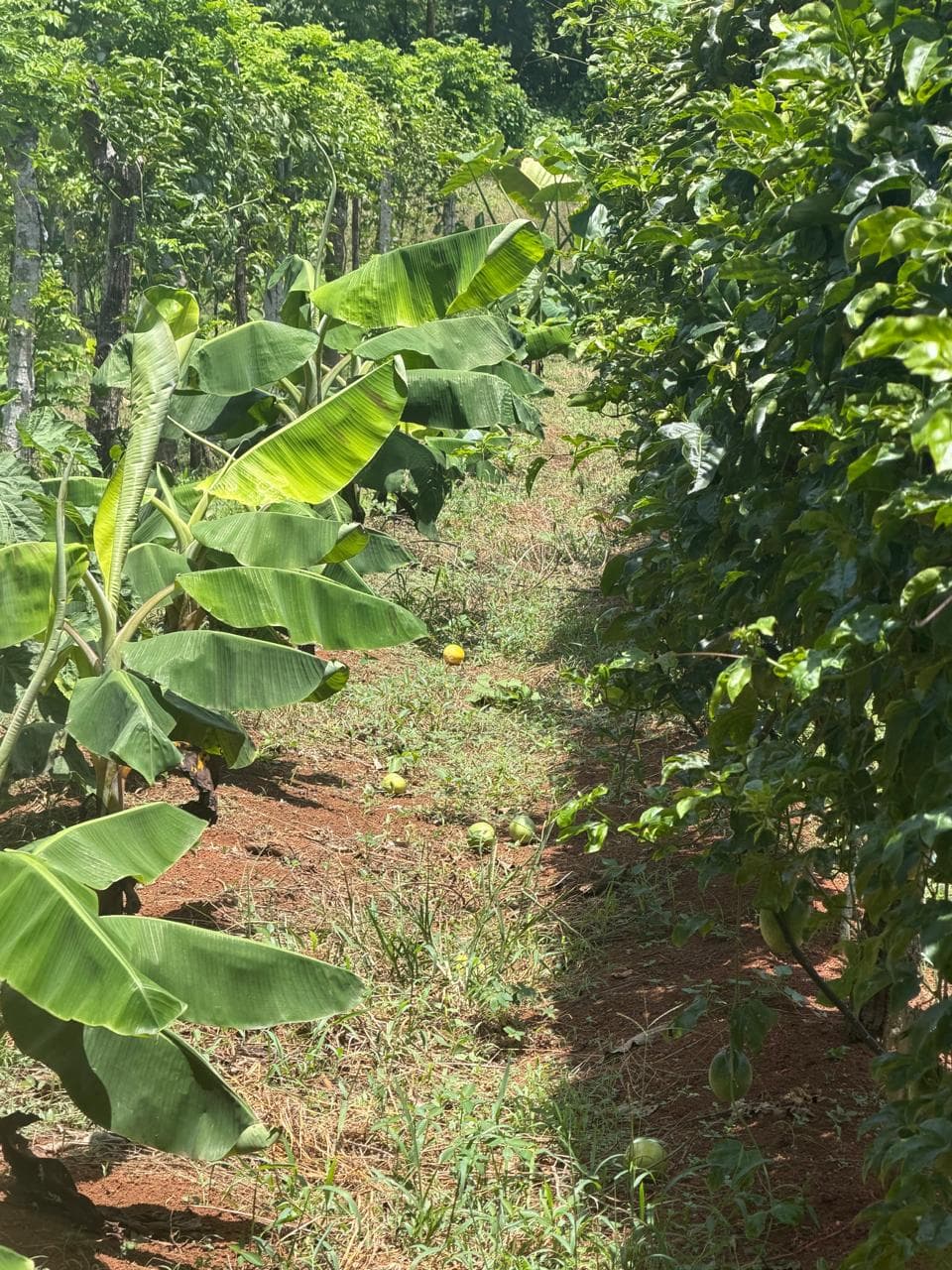 Plátanos y chinolas en intercultivo en Rancho Guzmán Rosa