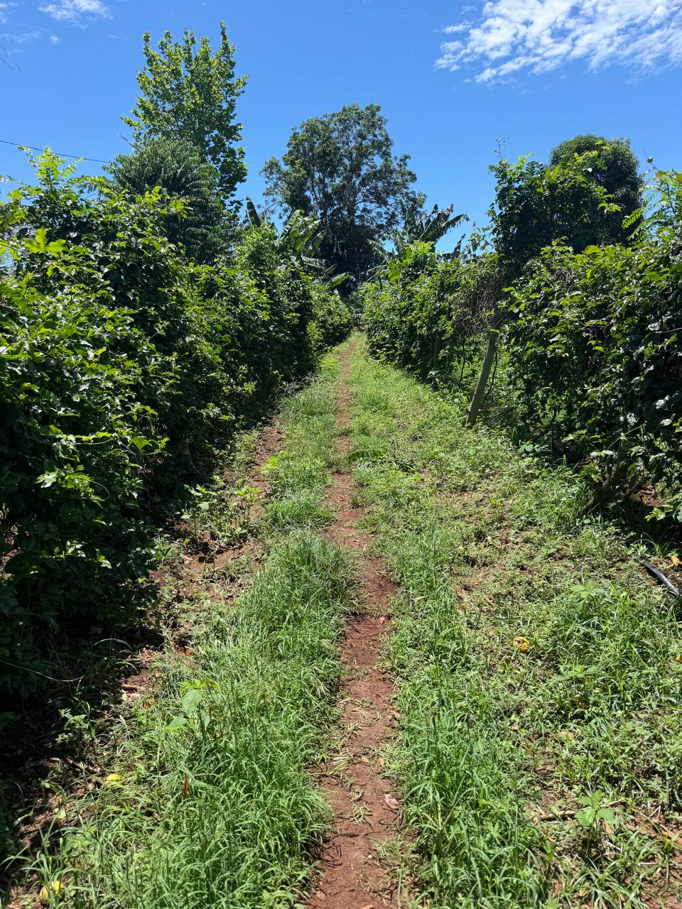 Camino a la Finca