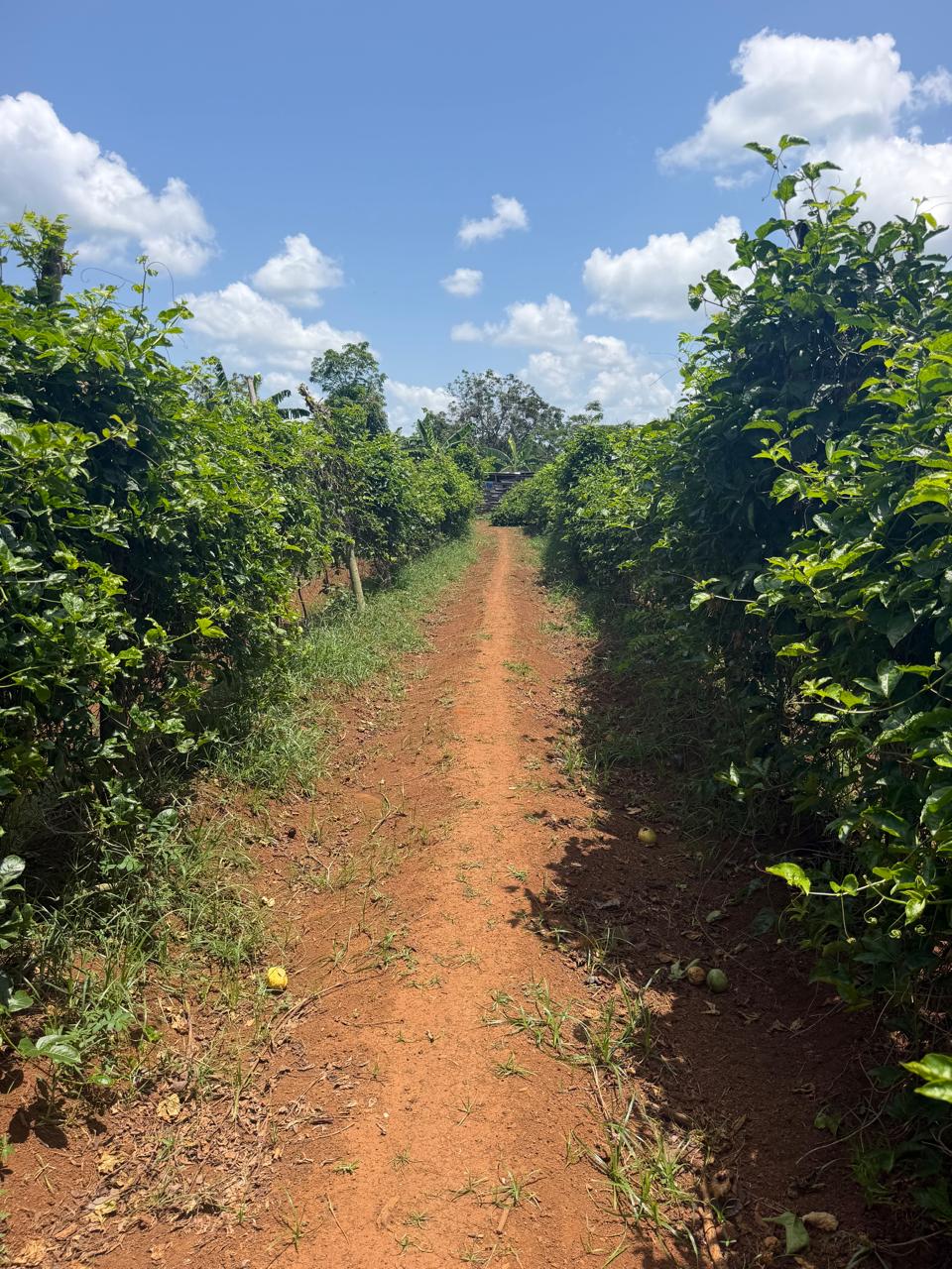 Camino entre Cultivos