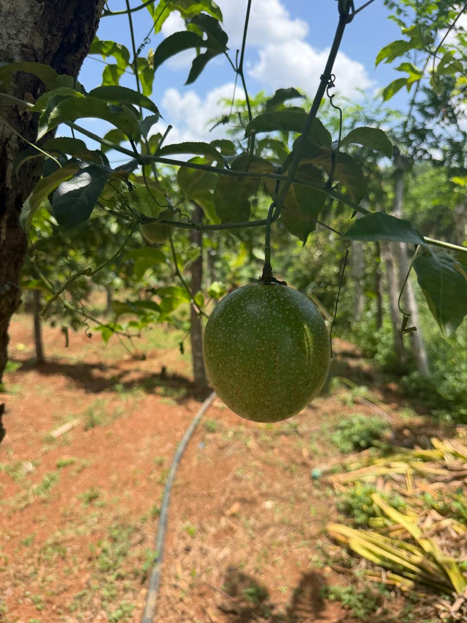 Chinola Fresca