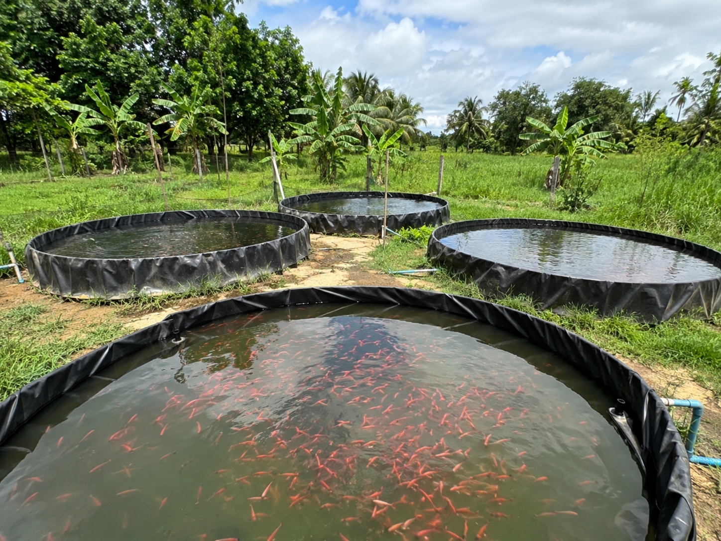 Tilapia Roja de Calidad