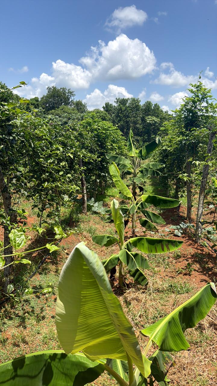 Plátanos del Rancho