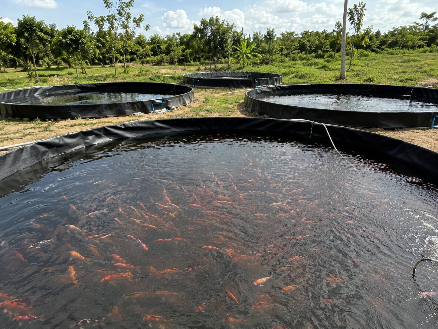 Tilapia roja 1