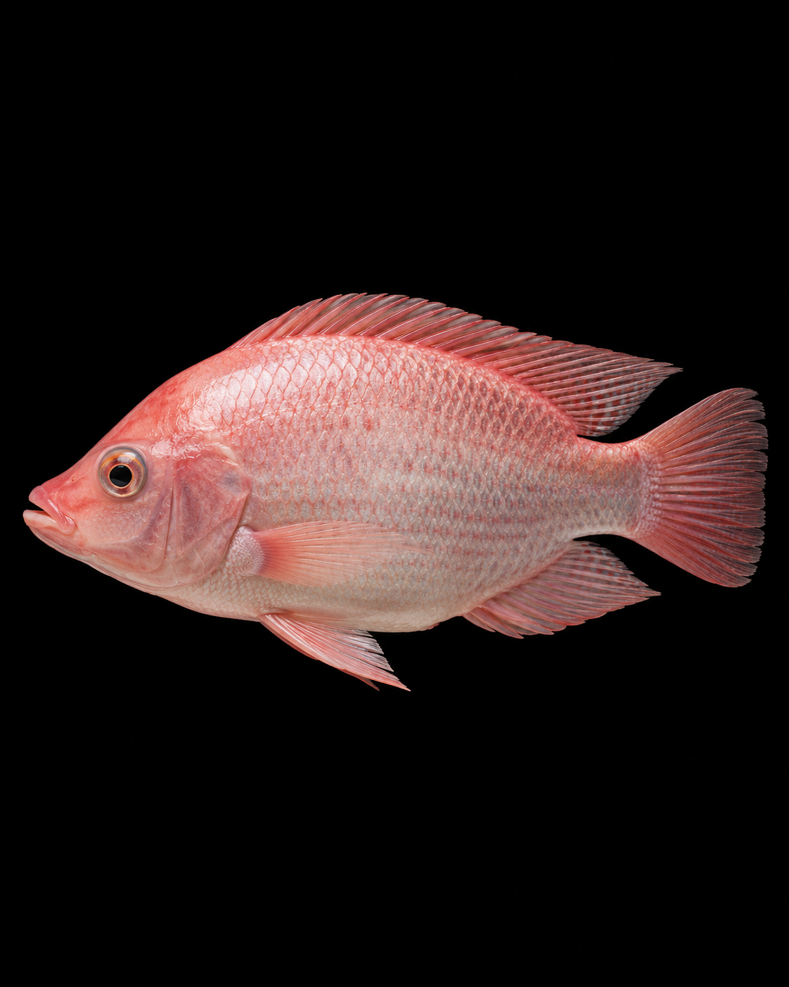 Tilapia roja 7